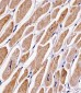 MFN2 Antibody (Center)